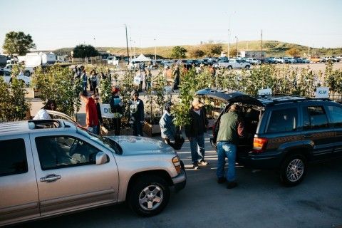 2 cars lined up as people load them with a small free tree