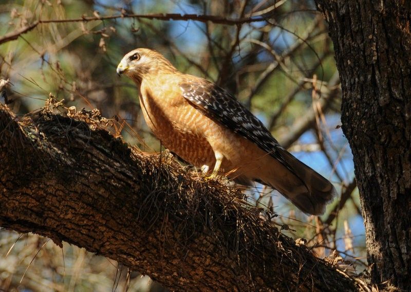 a hawk in the Sam Houston National Forest
