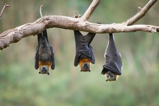group of bats  hanging from branch
